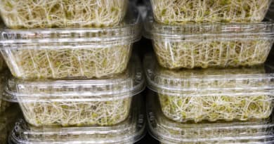 Multistate E. coli and Salmonella Outbreak Linked to Recalled Alfalfa Sprouts