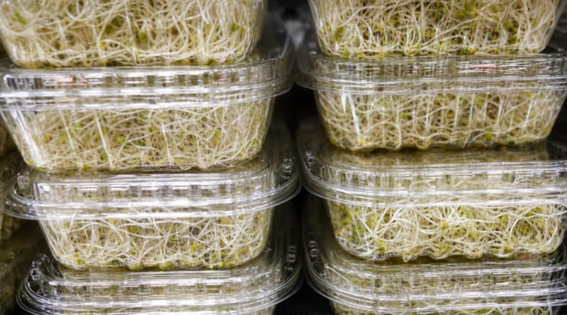 Multistate E. coli and Salmonella Outbreak Linked to Recalled Alfalfa Sprouts
