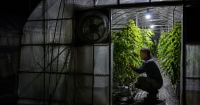 Japan’s Farmers Turn to Night Shifts as Deadly Heat Scorches Fields