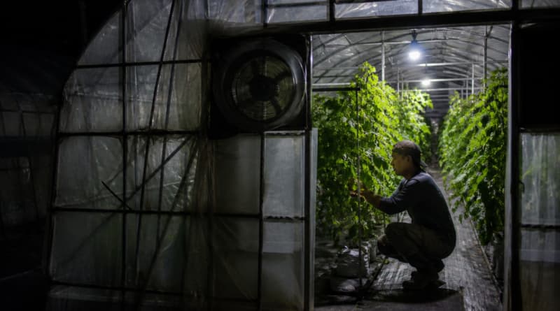 Japan’s Farmers Turn to Night Shifts as Deadly Heat Scorches Fields