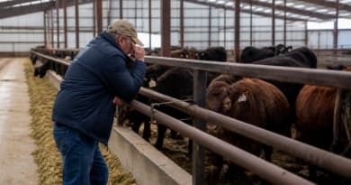 Trump Faces Republican Backlash Over Plan to Lift Beef Import Tariffs