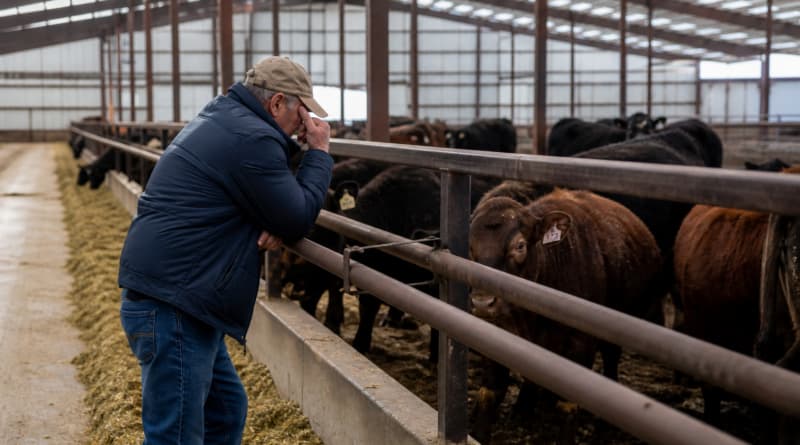 Trump Faces Republican Backlash Over Plan to Lift Beef Import Tariffs