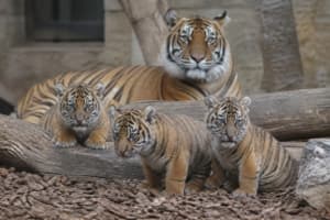 Rare Sumatran Tiger Cubs Born Near Athens Offer Hope for Endangered Big Cats