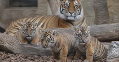 Rare Sumatran Tiger Cubs Born Near Athens Offer Hope for Endangered Big Cats