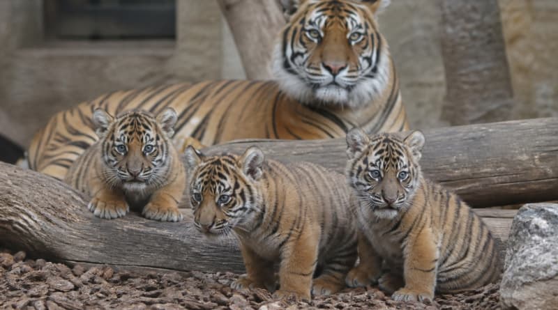 Rare Sumatran Tiger Cubs Born Near Athens Offer Hope for Endangered Big Cats