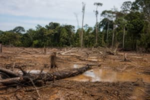 How the $1 Billion USAID Freeze Crippled Global Environmental Protections