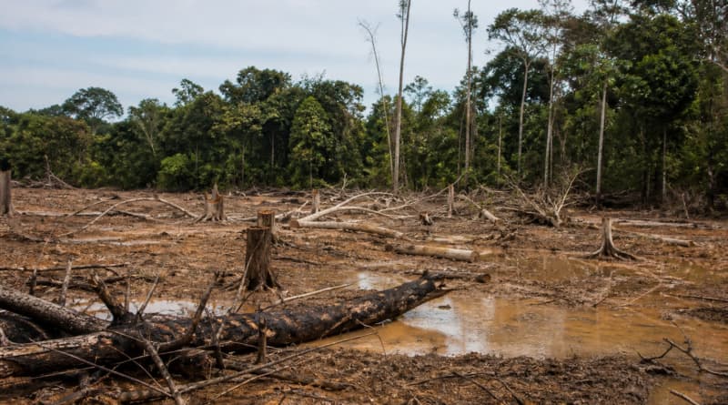 How the $1 Billion USAID Freeze Crippled Global Environmental Protections